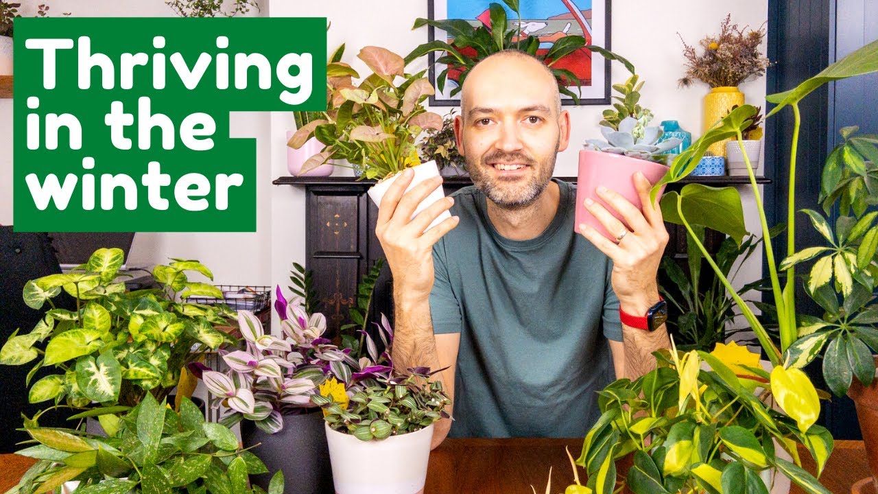 Best Winter Houseplants YouTube