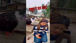 😲कबूतर ने लड़की की जान बचाई😩 #kabutar #training #video #kabutar #training #video #kabutar #dosti