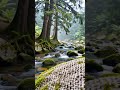 Misty Forest Stream — Night Nature Sounds