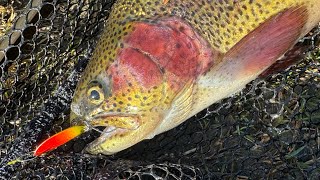 Ep. 17 Last OC rainbow trout stocking for the 2025/2026 season @Trucha_.spoons @slpworks @daiwajapan