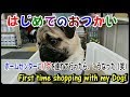 《超ブサかわパグ動画》はじめてのおつかい!パグをホームセンターに連れて行ってみた。うちのパグ『おまめ日記』
