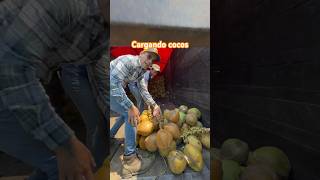 CARGANDO 18 TONELADAS DE COCO