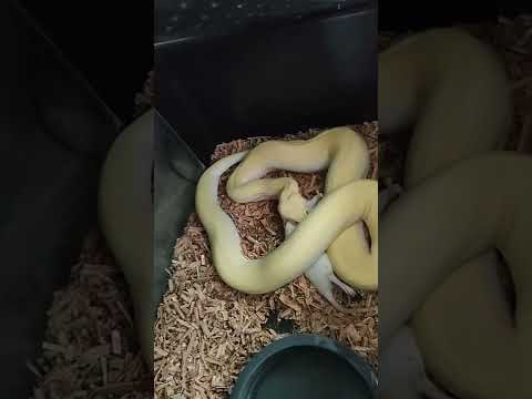 feeding of ZACKY  my male blizzard Burmese python