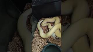 feeding of ZACKY  my male blizzard Burmese python