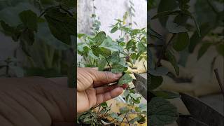 I Am Harvesting Fresh Mint Today