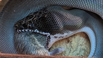 Feeding Our Specialty Pythons! Southern White Lips, SD Retic, and Savu Pythons!