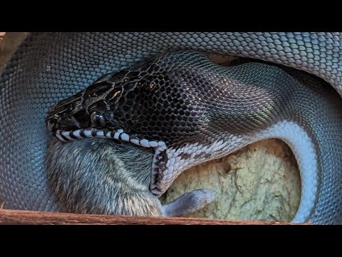 Feeding Our Specialty Pythons! Southern White Lips, SD Retic, and Savu Pythons!