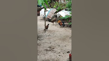 chuối mã lại🐓 #thứcgàrừng86 #gàrừngtaitrắng #gàrừngrặc