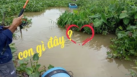 Câu cá VàmThới An Tập 1| câu cá Chim vàm Thới An, dính luôn Ba Sa, tôm càng...  Video 54