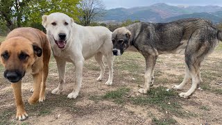 Alabai Car Ride with Tsetsi & Jelio's Dog Cassa. Алабай в Колата. ЖельоМир вози Женска Алабайка.