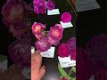 Обзор сортов в тёмной гамме🌱питомник maryroses.ru🌱