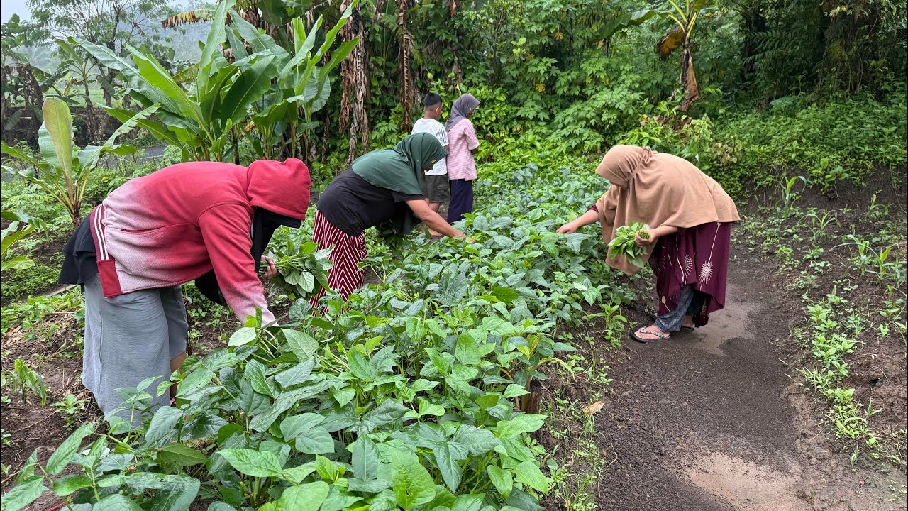 Jalan Pagi Lanjut Panen Lembayung Bersama Saudara & Tetangga Di Jawa