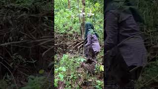 Perjalanan U0026 Rintangan Mencari Kayu Bakar Didalam Hutan Jati pedesaan