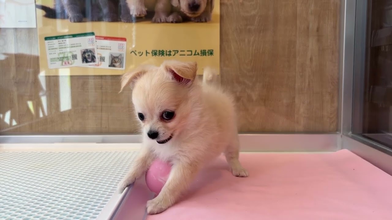 NO.62429 チワワ - YouTube