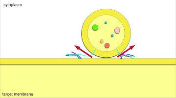 Vesicle Fusion (Membrane Docking and Cargo Release)