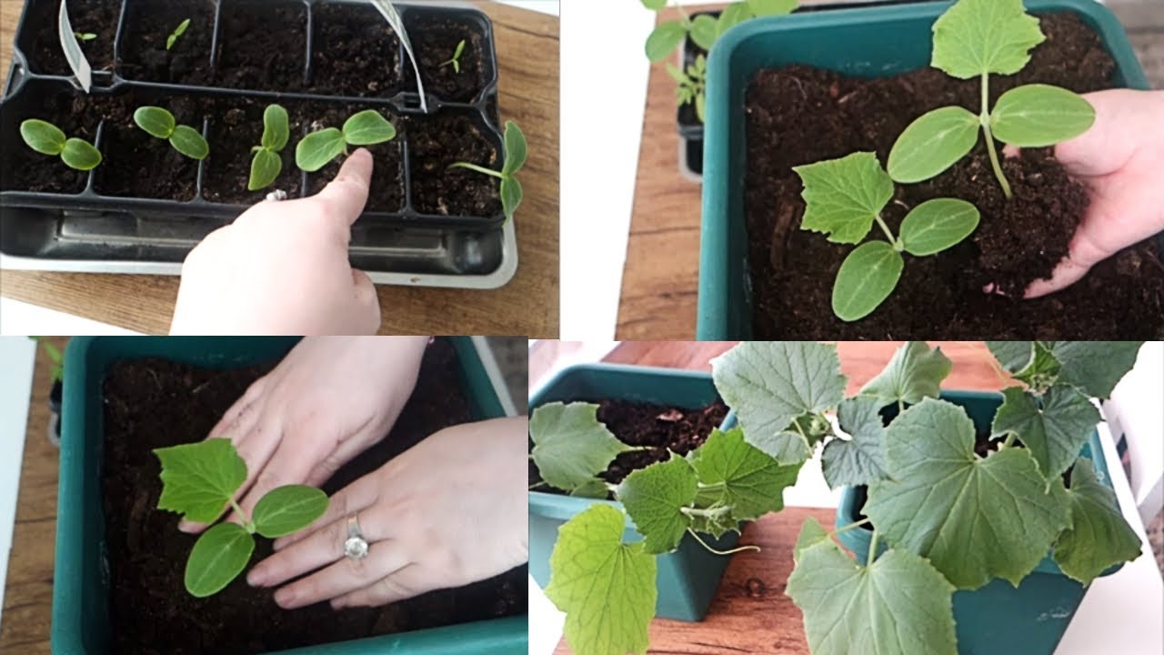 Si te mbjellim dhe te rrisim kastravecat ne vazo ne ballkonin e vogel te shtepise