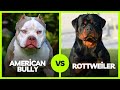 American Bully vs Rottweiler: A Comprehensive Breed Comparison Guide