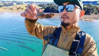 SUSTAINABLE SEAFOOD | Close Look at an Oyster Farm in NZ