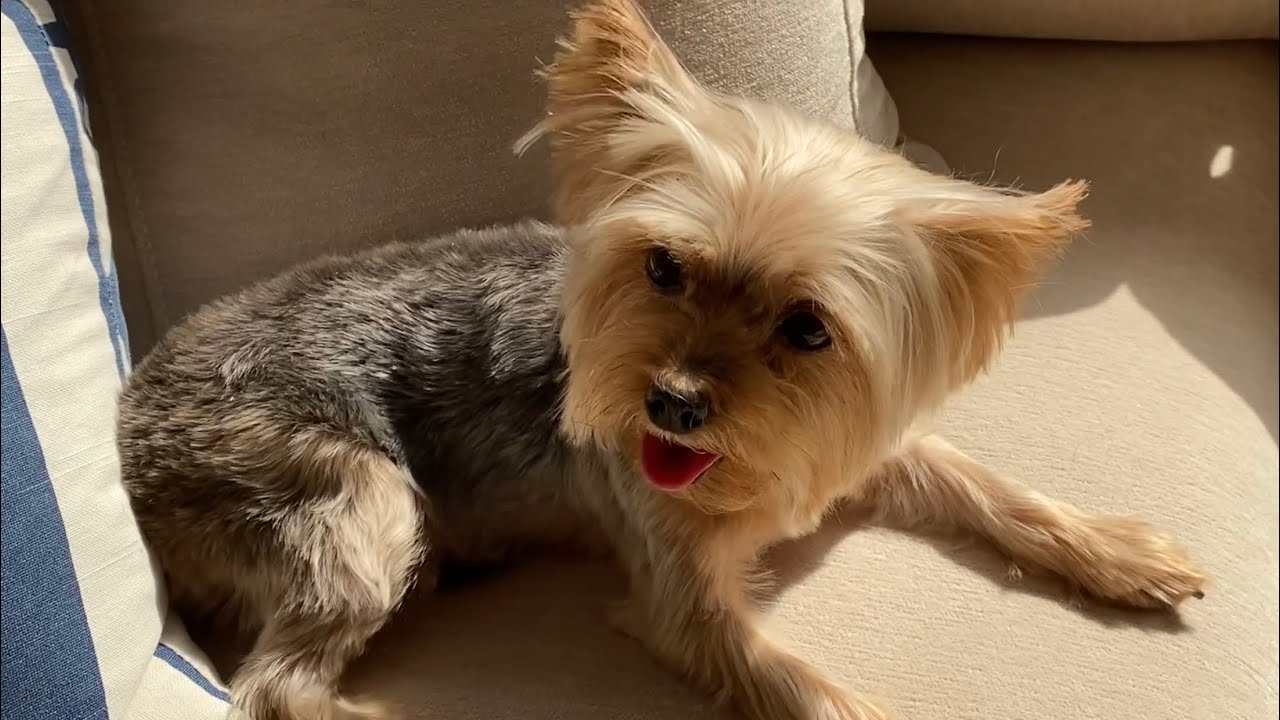 Yorkie GLOWUP | Pupsta-Cam ShortPost Video | Romero Channel