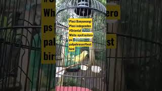 pleci banyuwangi Oriental White-eye #palpebrosus#best bird