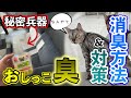 『臭くない』猫に粗相・おしっこ・マーキングされたソファ（布製品）の消臭方法