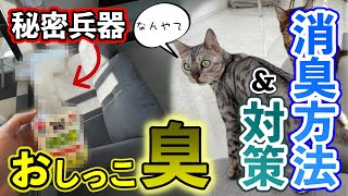 『臭くない』猫に粗相・おしっこ・マーキングされたソファ（布製品）の消臭方法