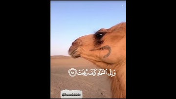 احترم القرآن الكريم😭