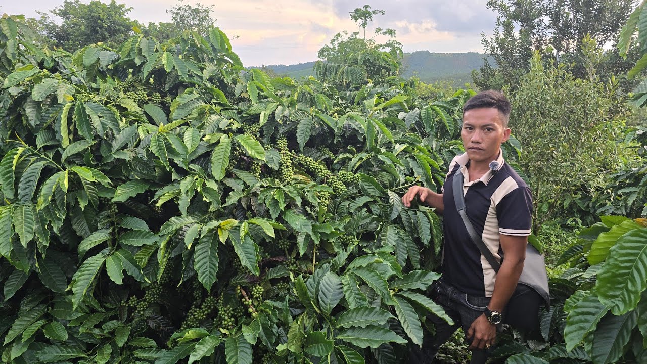 6 ha cà phê đất bằng như sân bóng ao cá to bám 800 mét xuối có sẳn nhà bán gấp giá rẻ Lh 0979653223