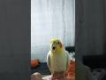 كروان معصب Cockatiel Birds كروان Funny 