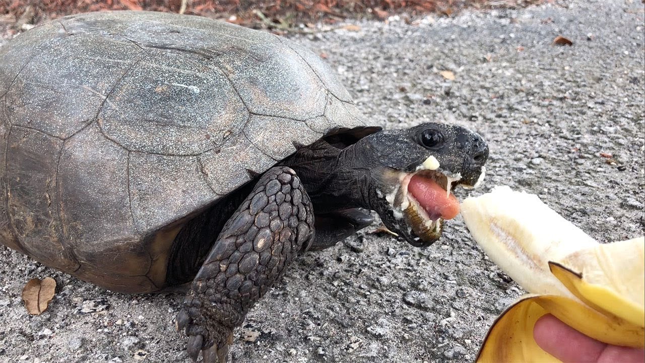 bMac IMAGE Wild Turtle Eats Banana YouTube
