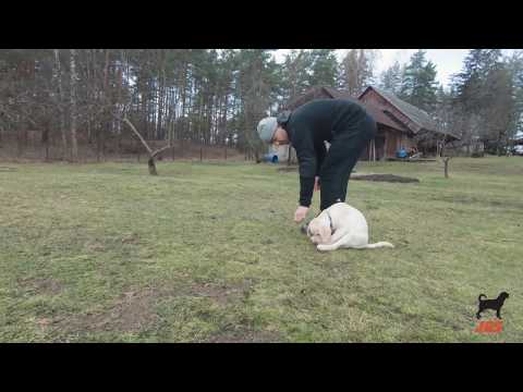 Video: Kā rūpēties par Pomerānijas suni (ar attēliem)