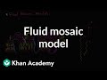 Fluid mosaic model of cell membranes | Biology | Khan Academy