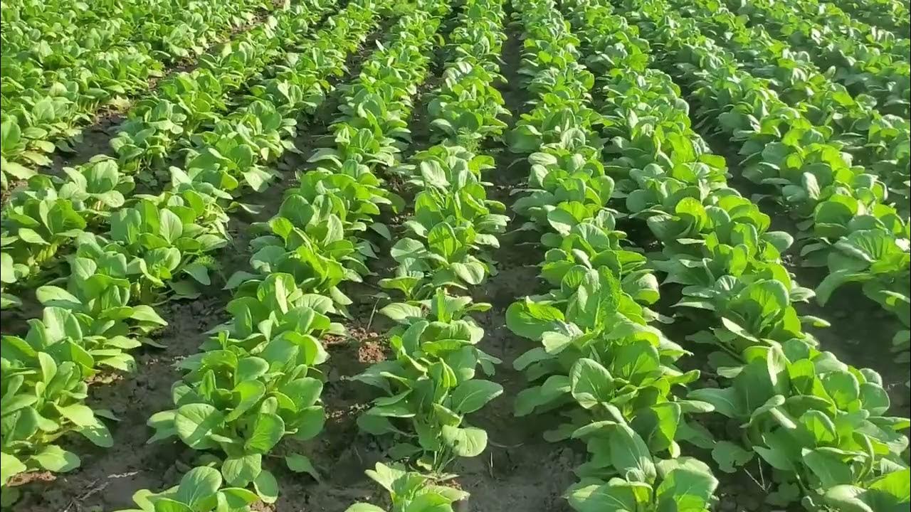 Organic Yu Choy 2021 Crop Zaub Paj Organic YouTube