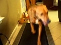 My Dog Running on Treadmill at top speed of 10 MPH My Dog Running on Treadmill at top speed of 10 MPH