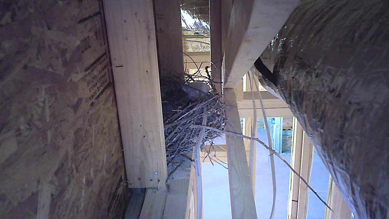 Roadrunner Nest 0040 