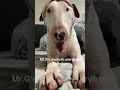 Mr.G rolling into Saturday wishing everyone a safe & Happy Memorial Day ❤️#bullterrier #pets