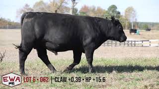2021 Edgewood Angus Bull Sale | Lot 6