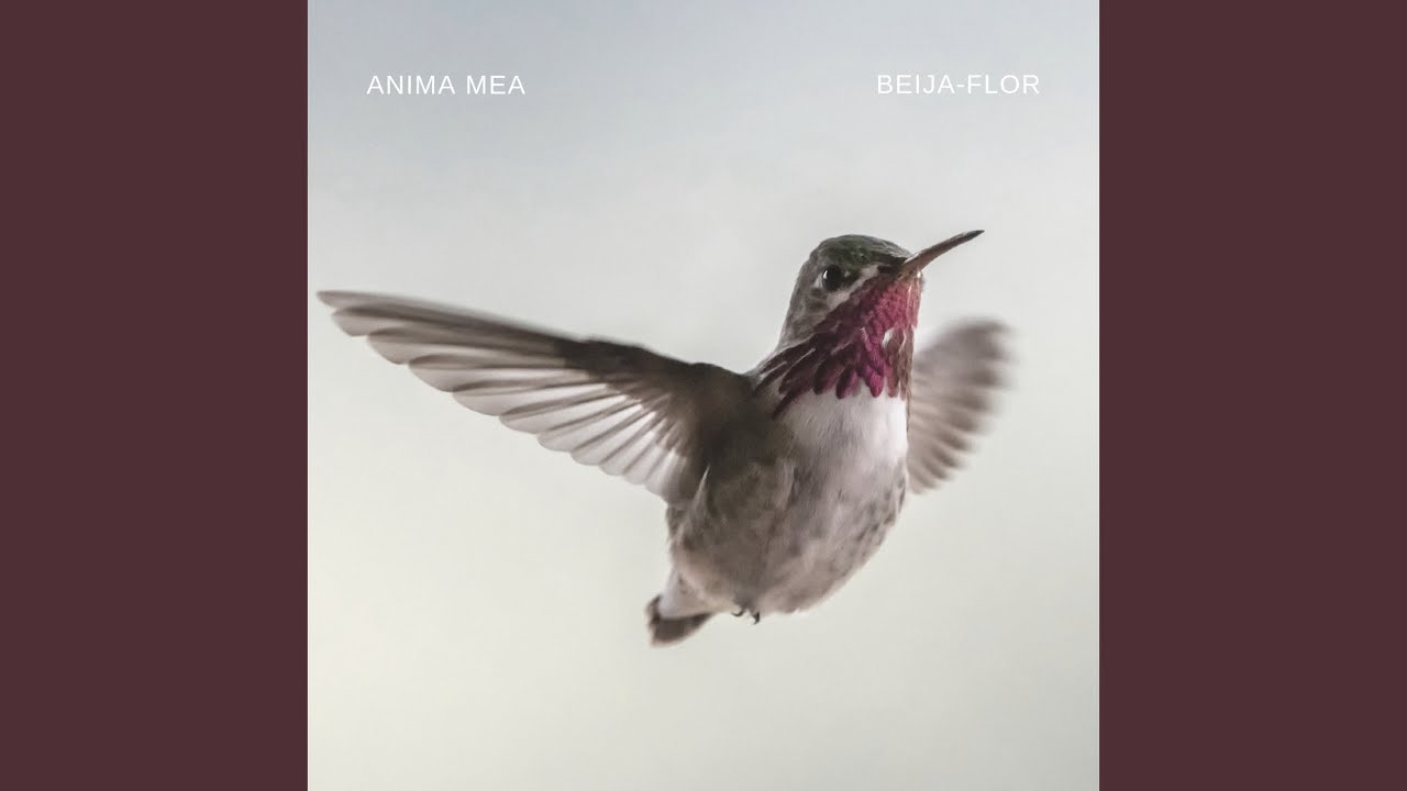 Watch Beija-Flor on YouTube Watch Beija-Flor on YouTube