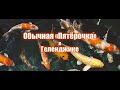 Обычная &quot;Пятёрочка&quot; в Геленджике