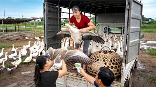Buying Many Big Geese from a Farmer to Sell at Market | Caring for Ducks, Chickens and Pigs