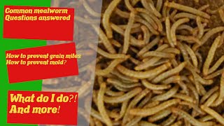 15 Common Mealworm Questions Answered - How to prevent mold - How to keep mealworms - Mealworm Guide