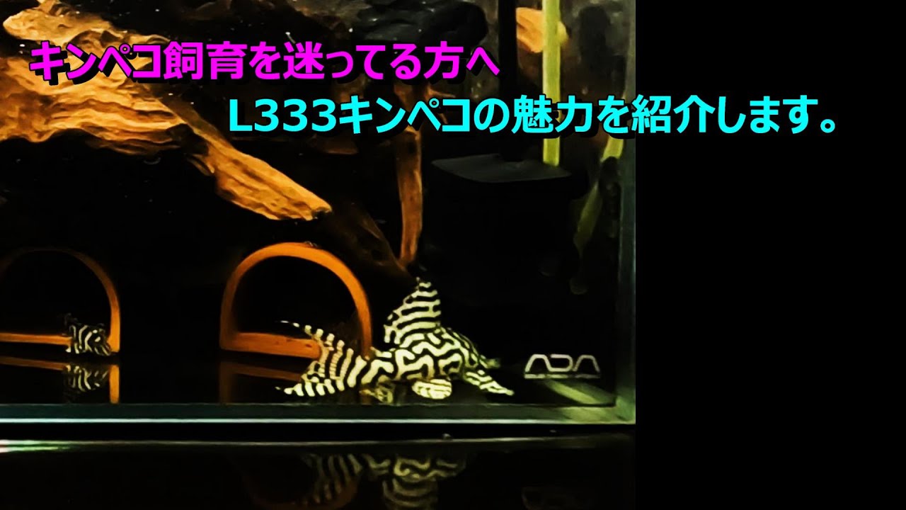 キンペコ L263 L333 11匹