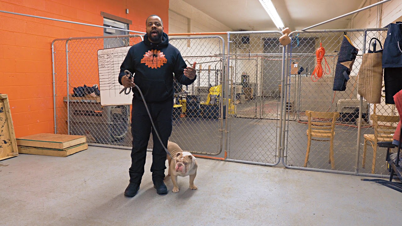 Motor City K9 Solutions Interview Steve Liggens, CEO YouTube