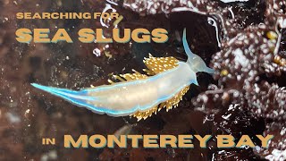 Celebrity Tidepooling in Monterey California - On the Search for Sea Slugs Profile