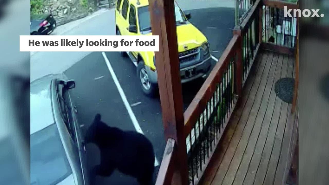 Bear opens car door in Gatlinburg YouTube