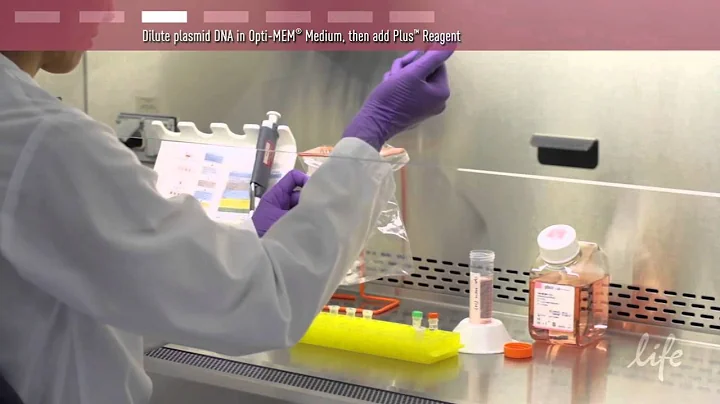 Plasmid DNA Transfection Protocol
