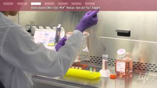 Plasmid DNA Transfection Protocol