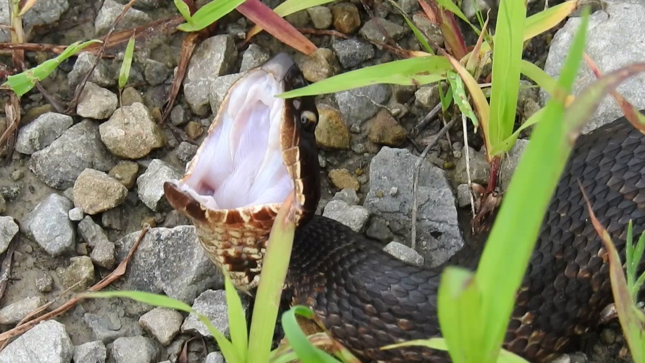 Cottonmouth Snake YouTube