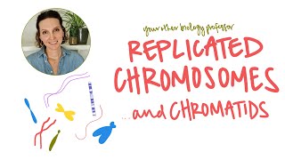 Sister Chromatids And Chromosome Replication - What And When?