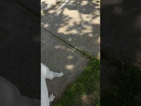 MEAN CAT AAAAAAA - MEAN CAT AAAAAAA